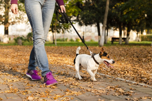What Do I Need For Dog Walking?