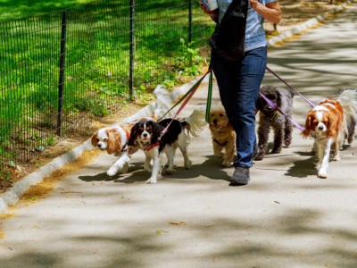 How To Hire A Dog Walker